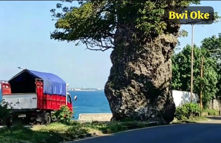 Legenda Kokoh & Pesona Abadi di Jalur Pantai Utara Banyuwangi