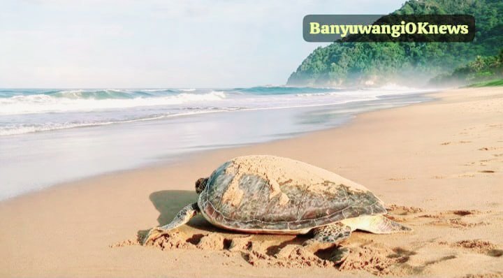 Pantai Sukamade, Permata Banyuwangi Yang  Menjaga Warisan Lautan